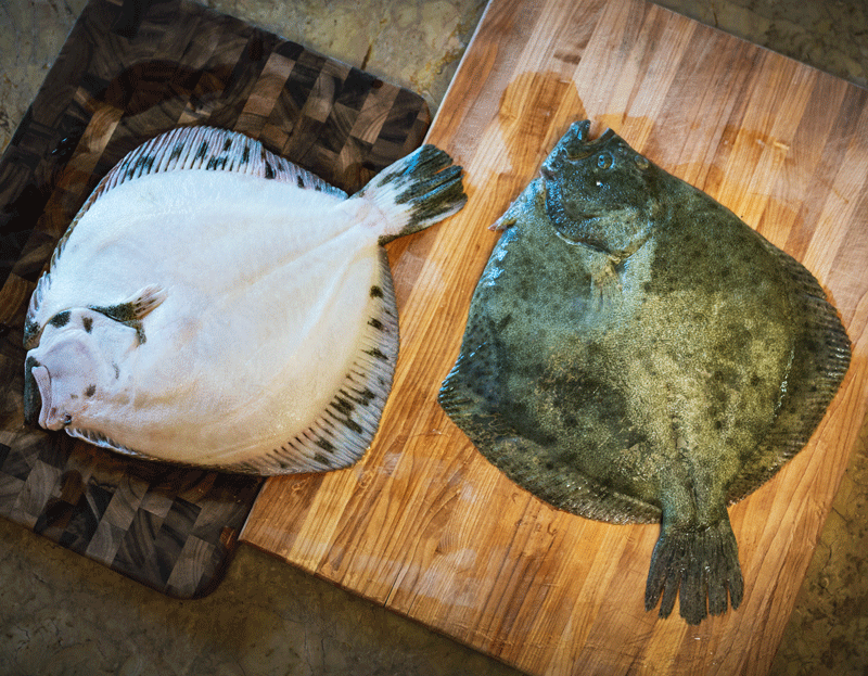 Farm Raised Turbot from Spain — Browne Trading Company